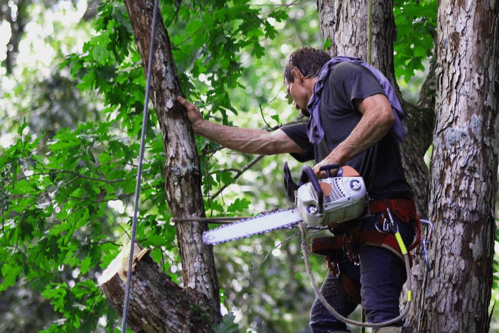 Tree Service Montgomery Alabama - Arborist trimming a tree