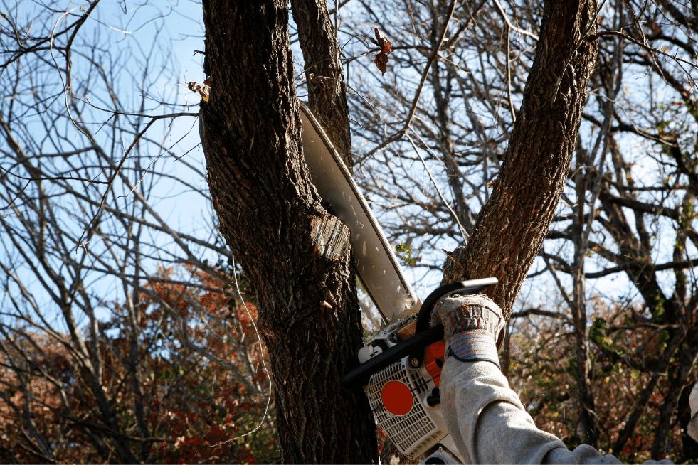 Tree Service Montgomery AL - Trimming tree with chainsaw