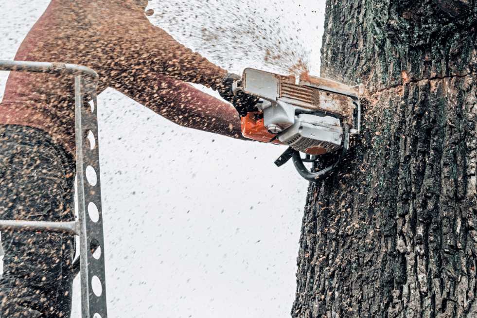 Tree Service Montgomery AL - Tree Removal