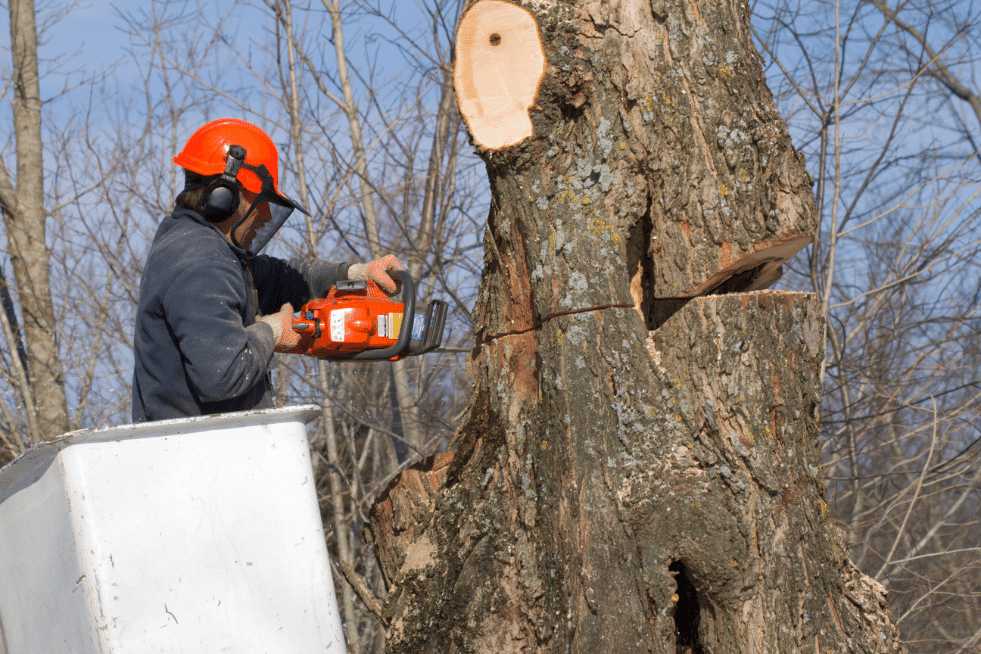 Tree Service Montgomery AL - Tree Removal