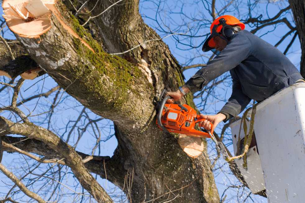 Tree Service Montgomery AL - Tree Trimming & Pruning